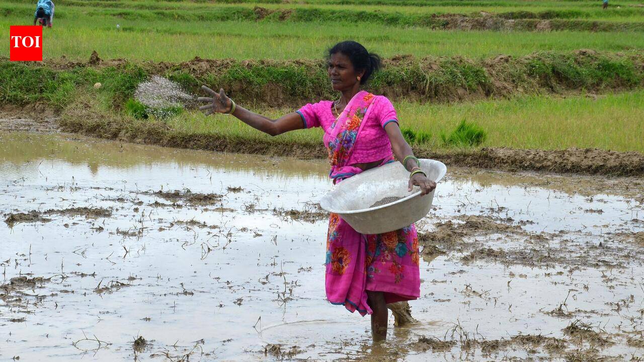 Jharkhand farmers advised crop diversification amid 42% rainfall deficit