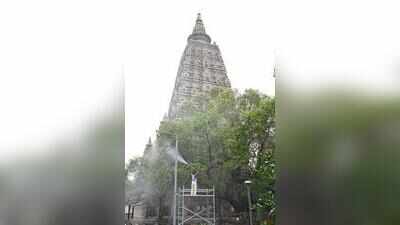FRI team sprays organic pesticide to protect Bodhi tree from mealybugs