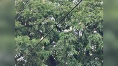 Tree-trimming for Indore road widening sends egret nests crashing down