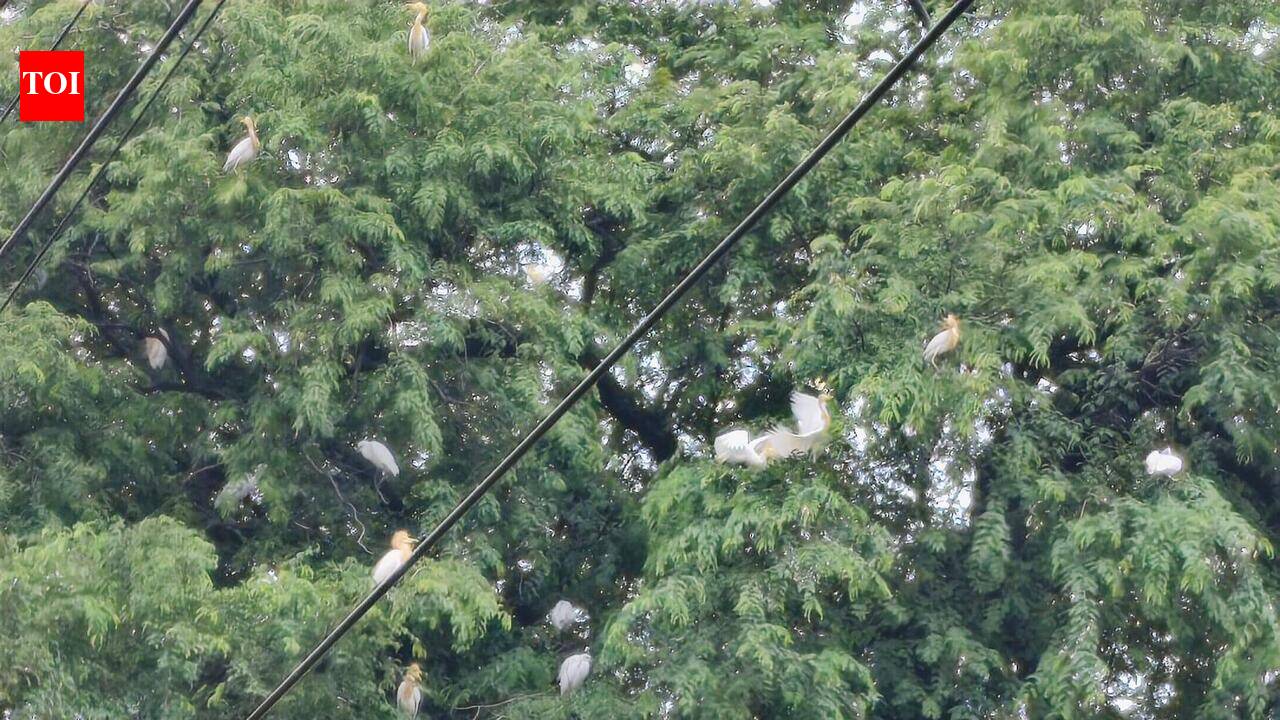 Tree-trimming for Indore road widening sends egret nests crashing down