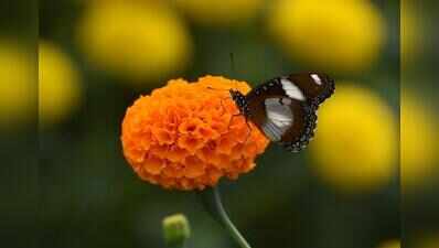 Kochi corporation to plant 50,000 marigold saplings for Onam season