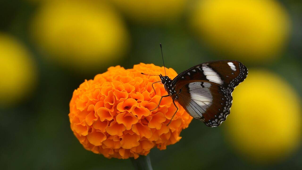 Kochi corporation to plant 50,000 marigold saplings for Onam season