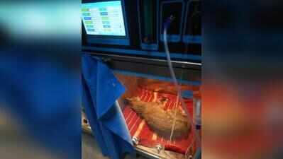 Hit by speeding vehicle on Tumakuru highway, Golden Jackal recovers in hospital