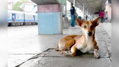 Stray dog menace in Angamaly: Opposition accuses municipality of inaction