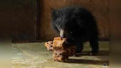 Abandoned and injured, sloth bear cub rescued from Bandhavgarh