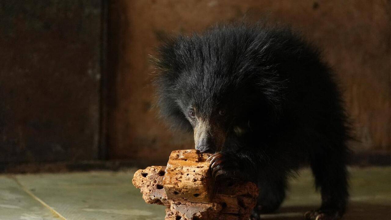 Abandoned and injured, sloth bear cub rescued from Bandhavgarh