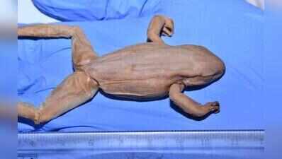 Chakrata torrent frog not seen since 1985, study fears local extinction