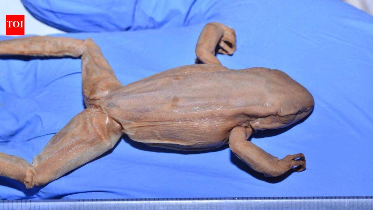 Chakrata torrent frog not seen since 1985, study fears local extinction