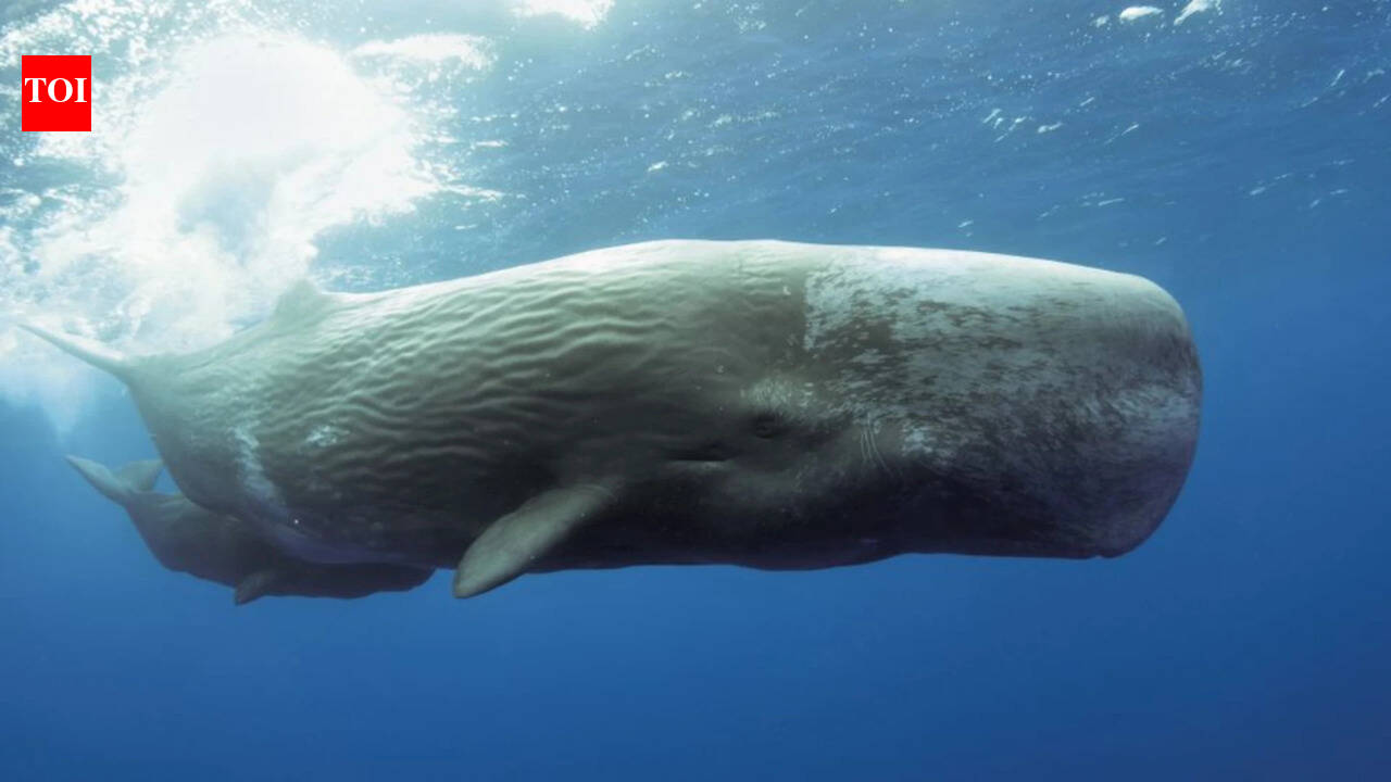 Scientists use AI to decode sperm whale communication, discovering a possible phonetic alphabet and revealing that Mediterranean sperm whales have different dialects by region