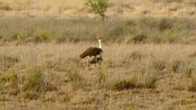Second ‘jump start’ GIB chick survives critical 40-day phase in Naliya