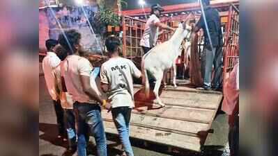 Bharuch battles stray donkey menace, 19 captured in a night