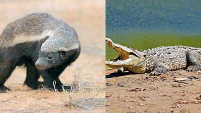These are the 5 most ferocious animals of the wild