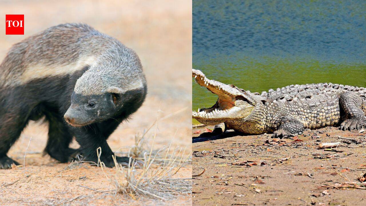 These are the 5 most ferocious animals of the wild