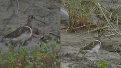 Rare bird spotted with chicks in Corbett Tiger Reserve; Conservationists hail it as a positive sign