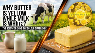 Why is butter yellow while milk is white? The science behind the colour difference