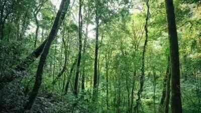 India’s forgotten forests you’ve probably never heard of