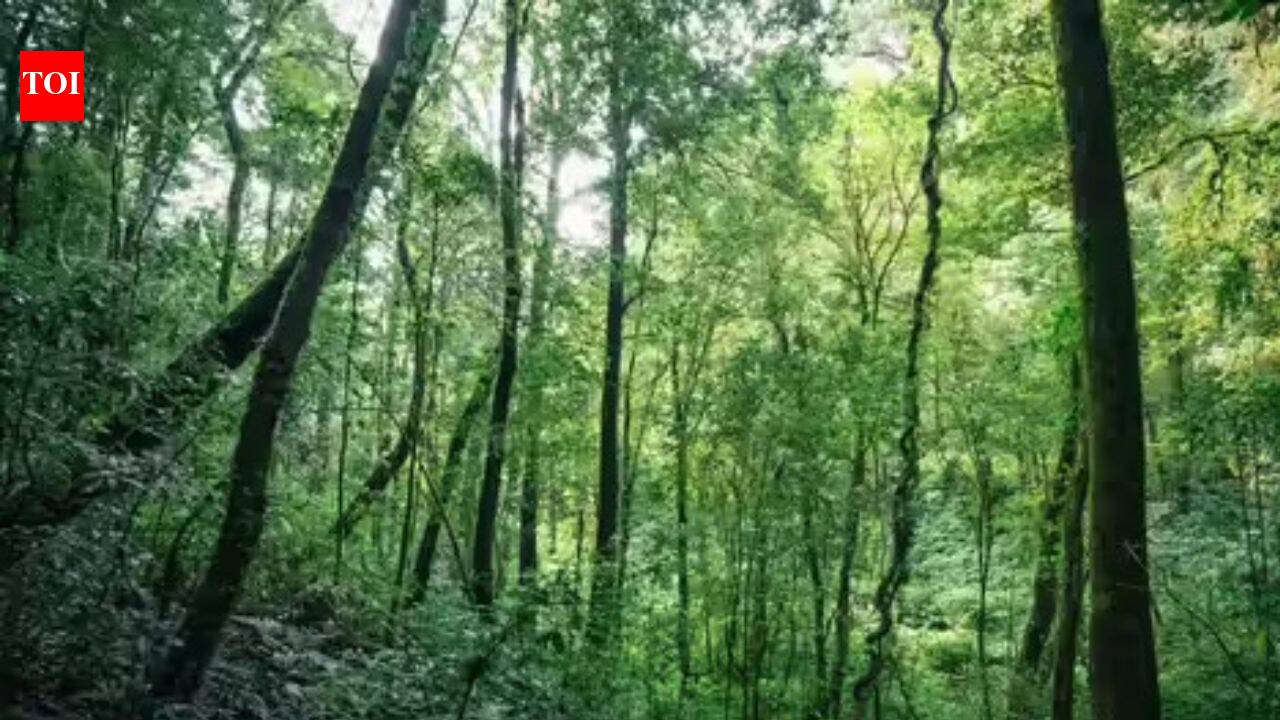 India’s forgotten forests you’ve probably never heard of