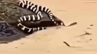  China floods trigger snake scare as hundreds escape into villages; locals say ‘we’re scared to even step outside’