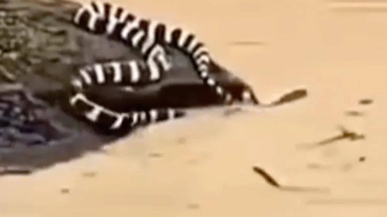 Typhoon Maysak: China floods trigger snake scare as hundreds escape into villages; locals say ‘we’re scared to even step outside’