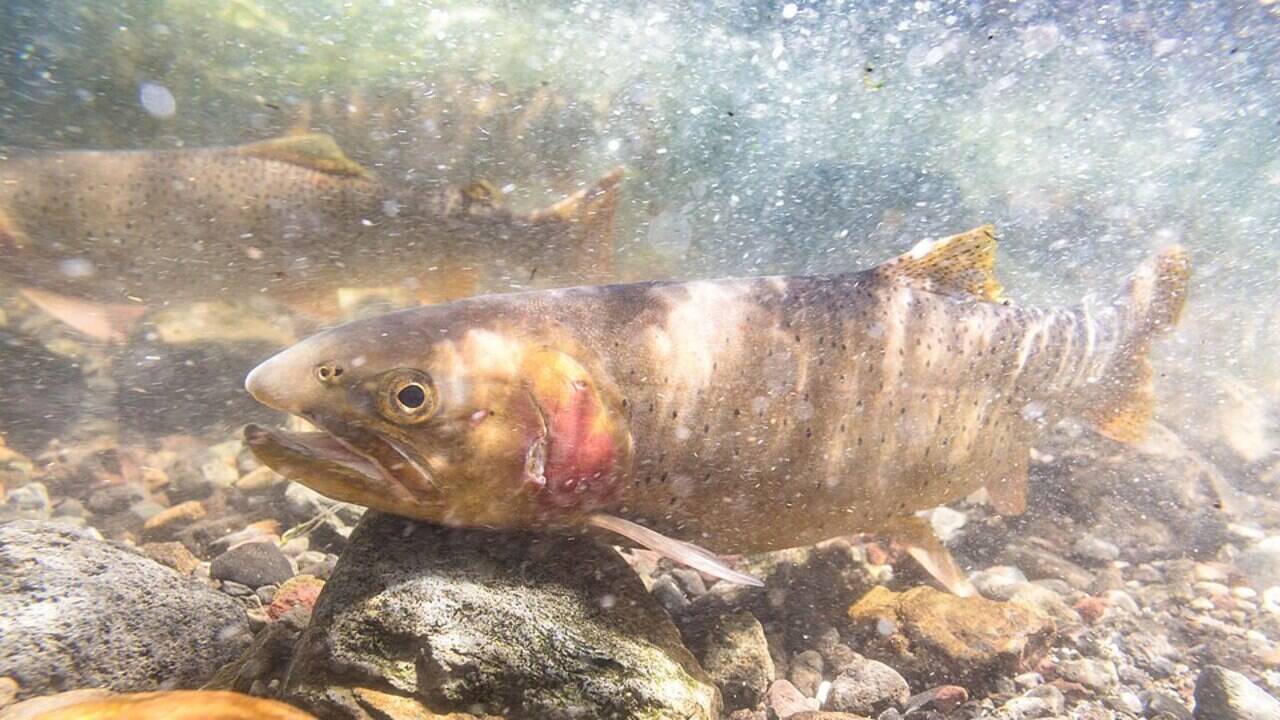 The United States deliberately poisoned all 41 kilometers of Yellowstone's Soda Butte Creek in the 1990s, killing every fish in the river after invasive brook trout overwhelmed native cutthroat trout, and years later, the iconic native fish returned