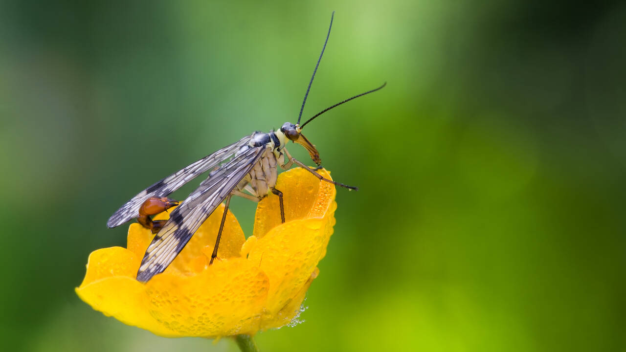 Europe is quietly losing its bees, butterflies and other pollinators, and scientists warn the consequences could reshape entire ecosystems