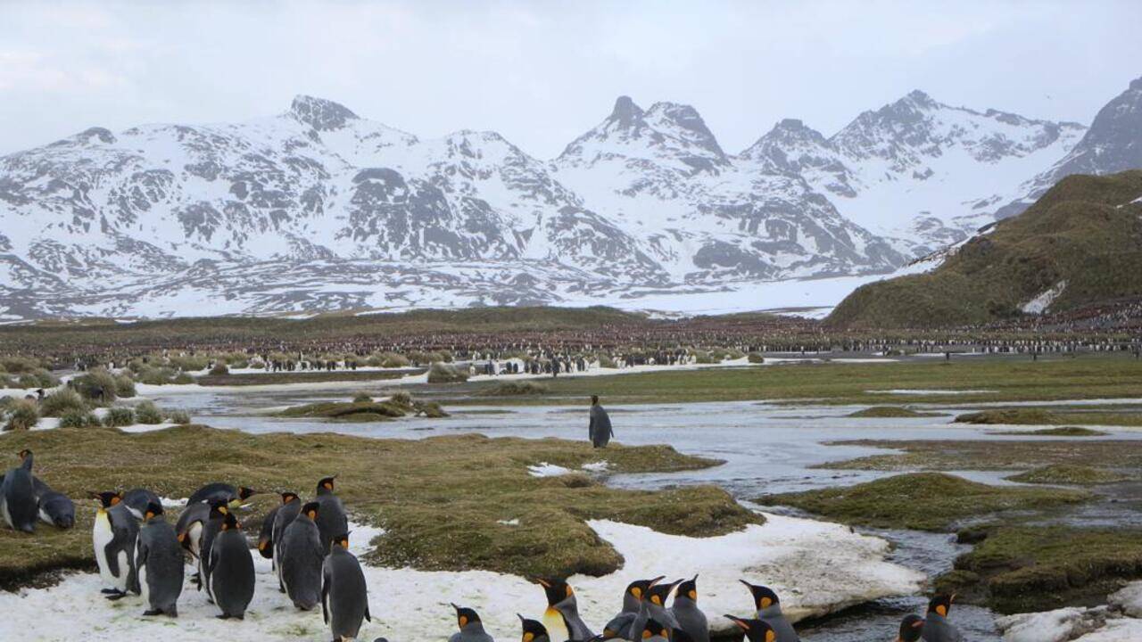 Penguin poop seen from space is revealing how Antarctica's food web has quietly changed over the past 30 years as warming seas alter what penguins eat