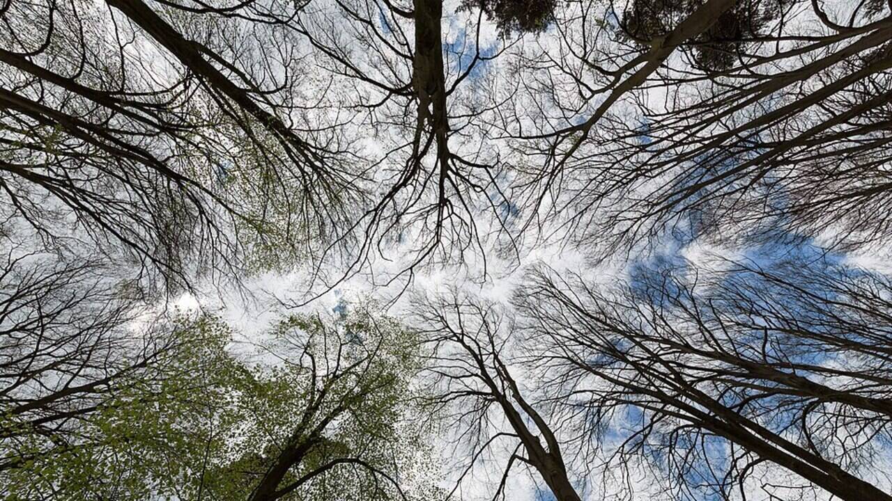 The bigger the trees grow, the darker the forest becomes, yet the smallest trees survive for centuries by turning tiny amounts of filtered sunlight into steady growth