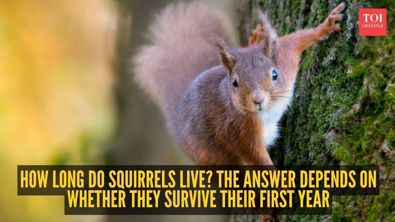 How long do squirrels live? The answer depends on whether they survive their first year