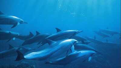 Hawaii's spinner dolphins are producing far fewer calves than expected, and scientists point to chronic tourist disturbance during their daily resting hours