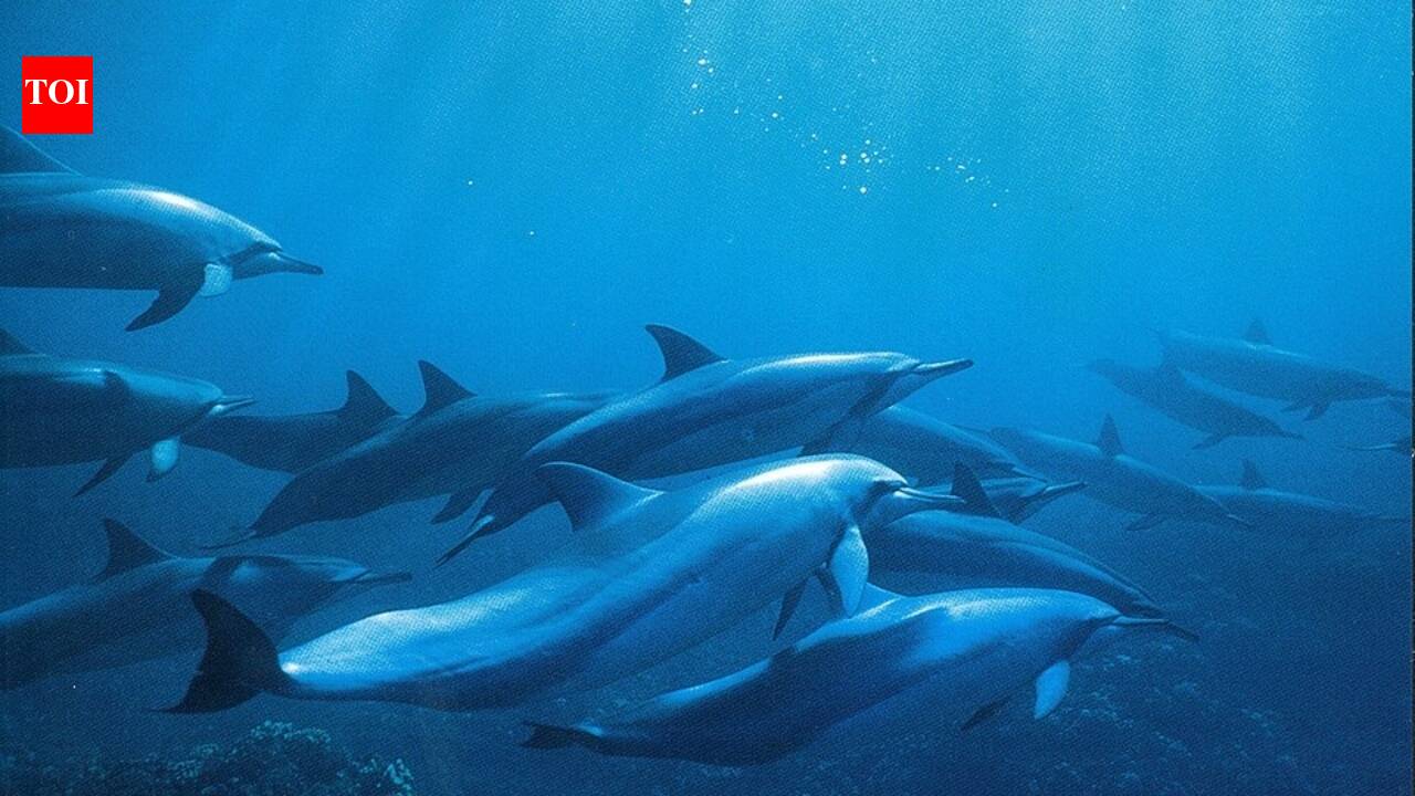 Hawaii's spinner dolphins are producing far fewer calves than expected, and scientists point to chronic tourist disturbance during their daily resting hours