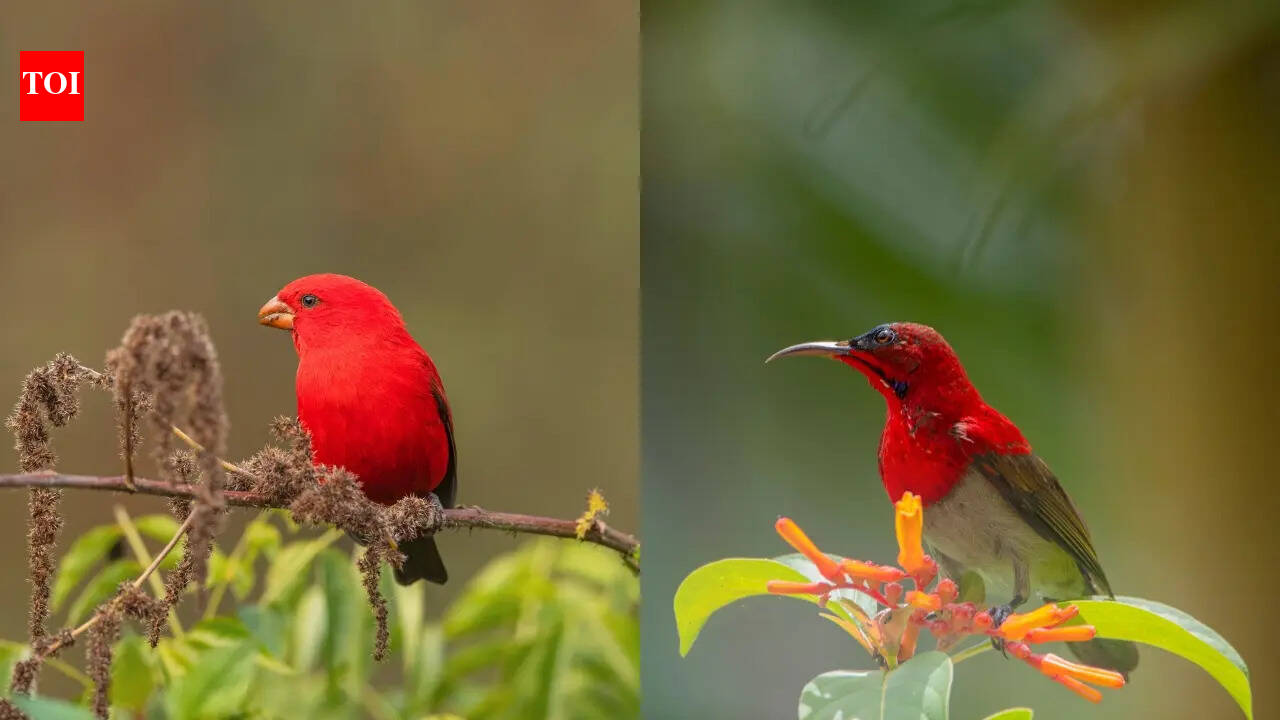 ​6 stunning red birds in India and where to find them
