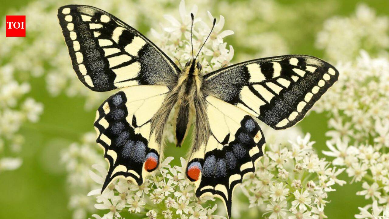 It has bright yellow wings and looks familiar, but this rare British butterfly is unlike any other, DNA reveals