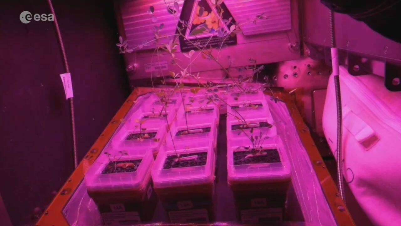 Astronaut reveals tiny ISS garden growing food for future moon and mars missions