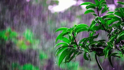 Why monsoon is your balcony garden’s golden season