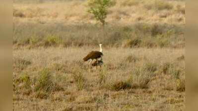 Captive breeding programme produces 98 Great Indian Bustard chicks in Raj