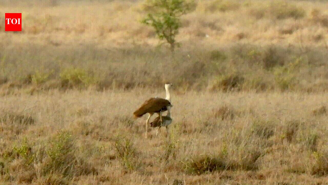 Captive breeding programme produces 98 Great Indian Bustard chicks in Raj