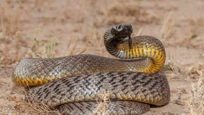Class XI student critical after snake bite in Hisar school hostel