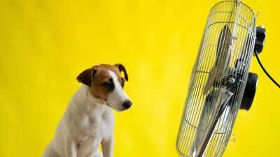 UK vets warn of rising pet heatstroke risk as summer heatwaves intensify, even indoors