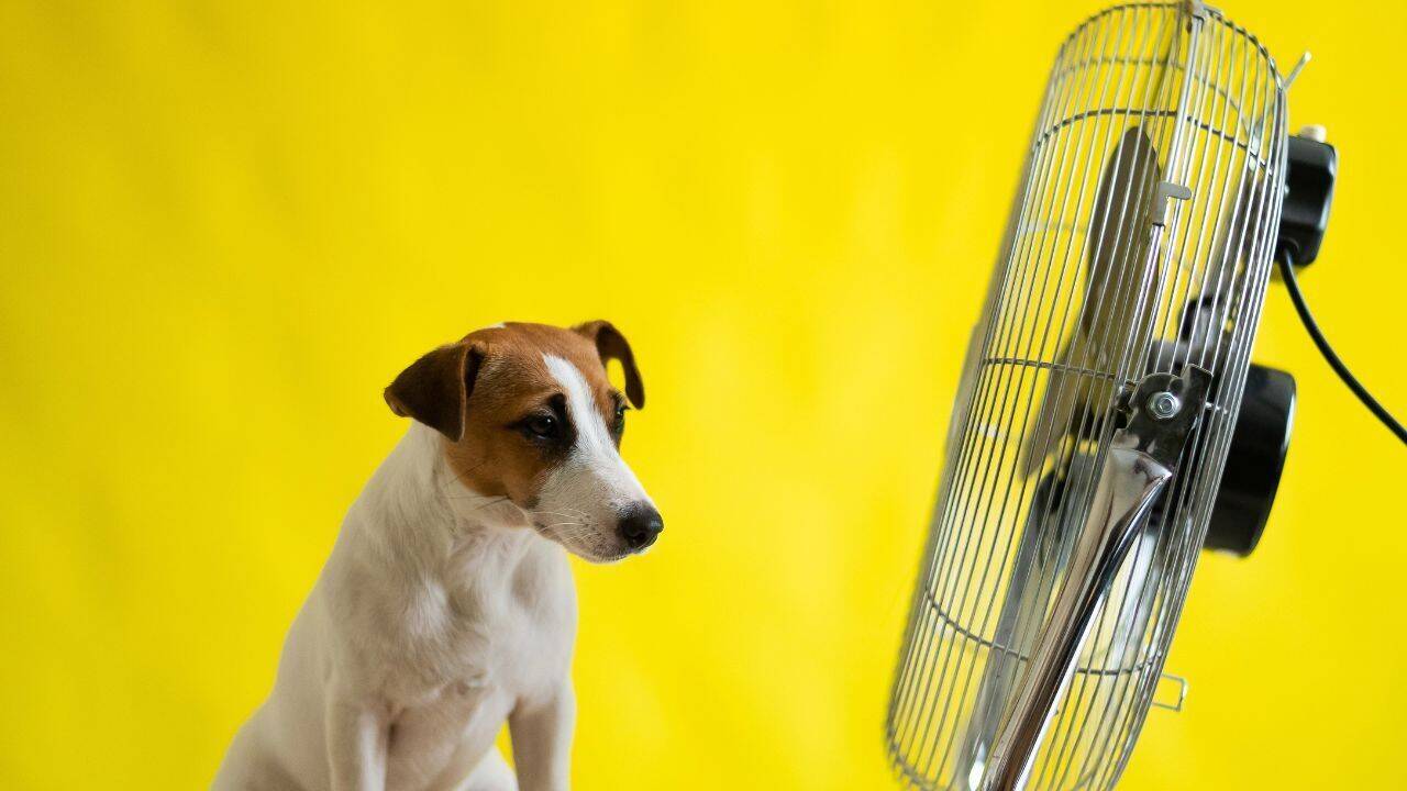 UK vets warn of rising pet heatstroke risk as summer heatwaves intensify, even indoors