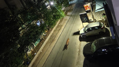 Tirupati leopard alert: Big cat spotted on residential road as forest encroachments rise