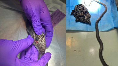 Cobra survives rare surgery after swallowing plastic bag