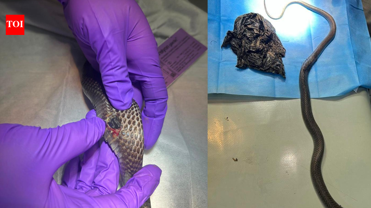 Cobra survives rare surgery after swallowing plastic bag