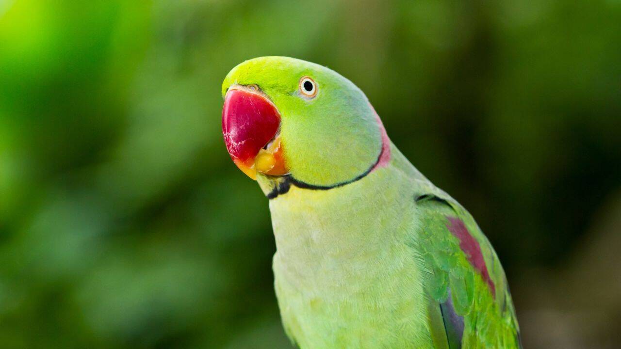 This deadly bird virus just hit India for the first time. Is your pet safe?