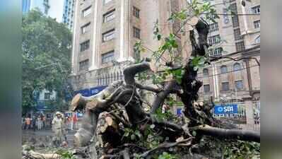 Giant Tree Collapses On Strand Road Amid Rain, Disrupts Traffic