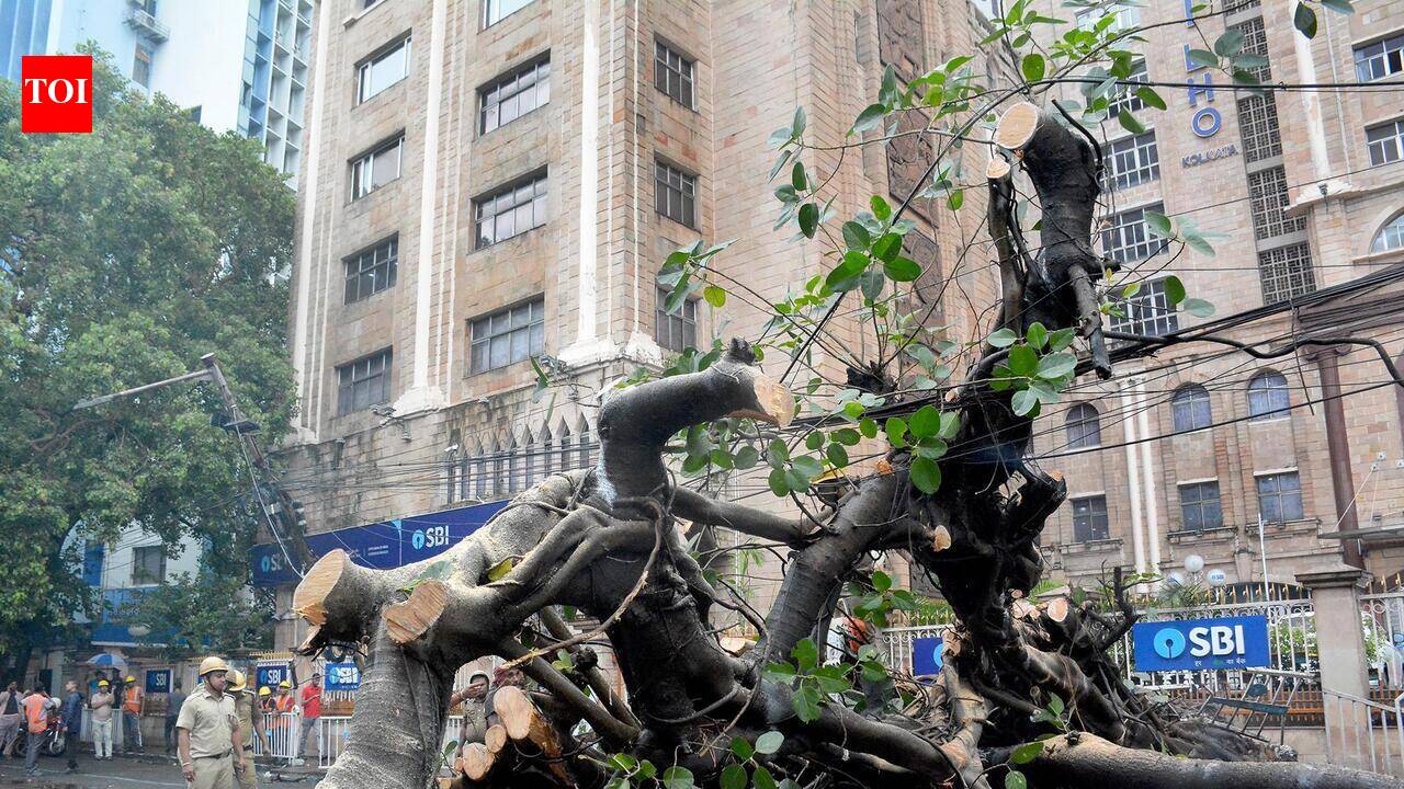 Giant Tree Collapses On Strand Road Amid Rain, Disrupts Traffic