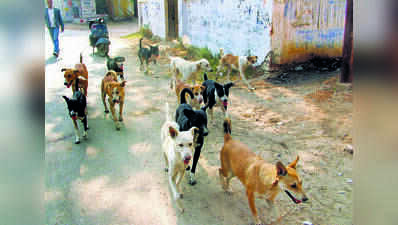 PMC's dog-catching drive before palkhi draws flak