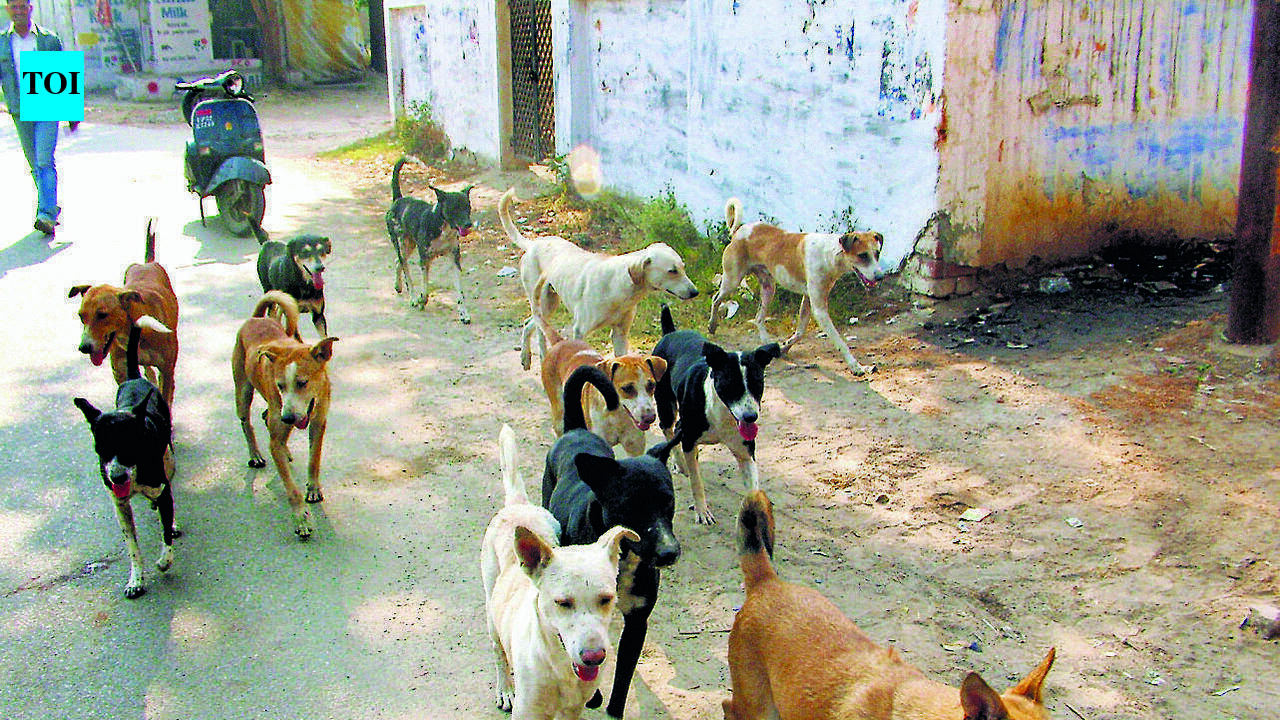 PMC's dog-catching drive before palkhi draws flak
