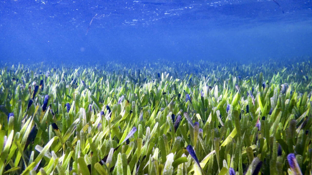 Scientists reveal underwater seagrass meadows could end global malnutrition as fish from these ocean habitats provide more essential nutrients than coral reef fish