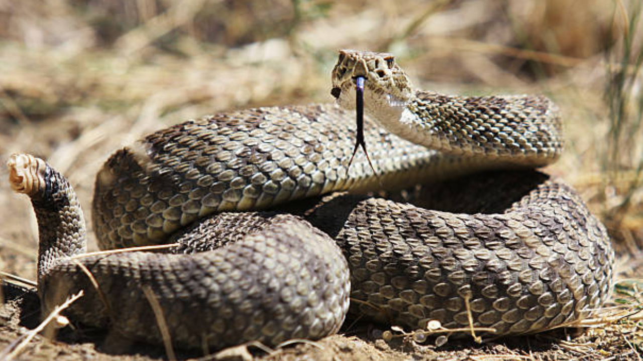 Man bitten by rattlesnake in California required 54 vials of antivenom to survive