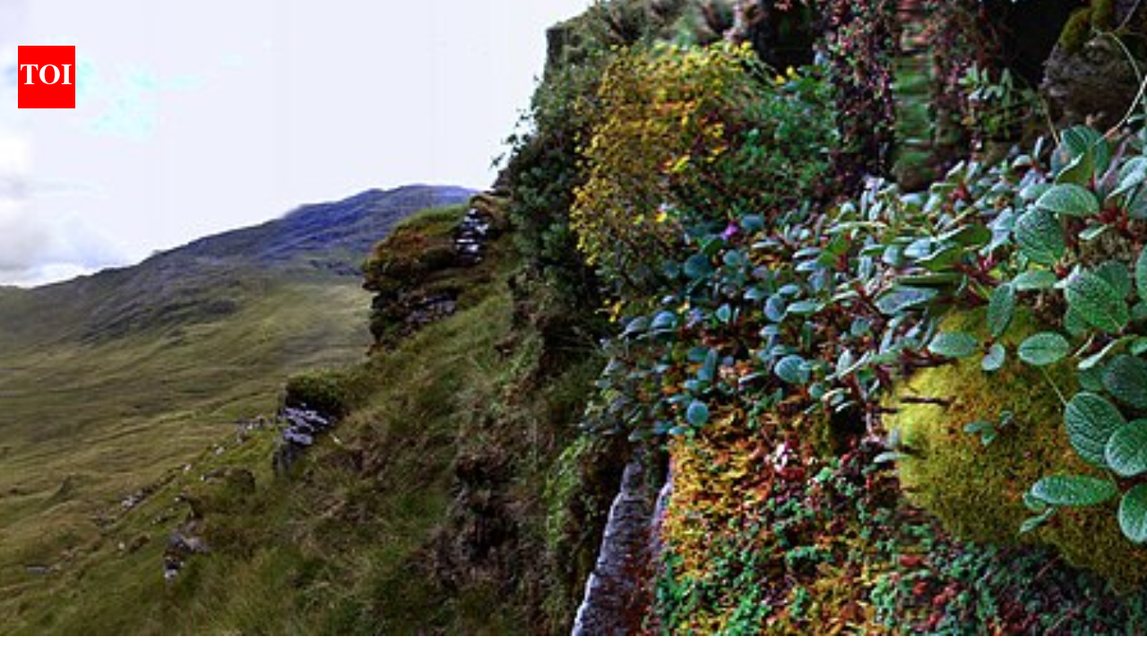 Scotland planted 265,000 montane willows to rebuild mountain scrub, but scientists say seedlings survive best in wet, mossy patches, not on bare ground